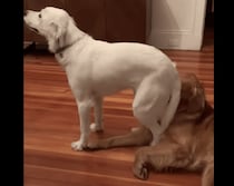 後ろうしろー！ 周りが見えていない犬さん、友達犬をお尻でムギュ！