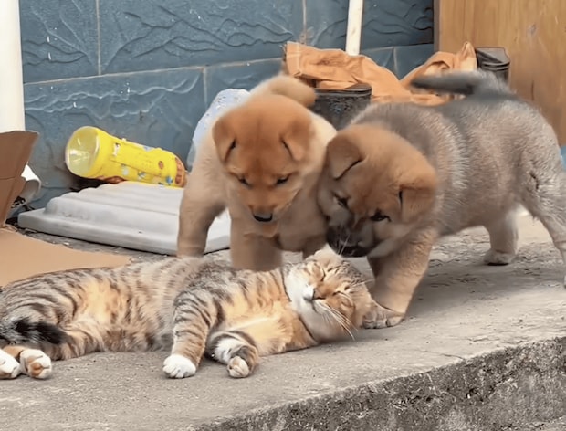 子犬「猫さん寝てるのー?」 かまってほしい気持ちが止まらない。