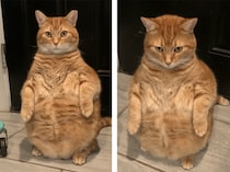 あのキャラクターそっくり！ 実写化したような猫さん