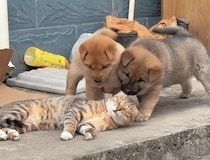 子犬「猫さん寝てるのー？」 かまってほしい気持ちが止まらない。