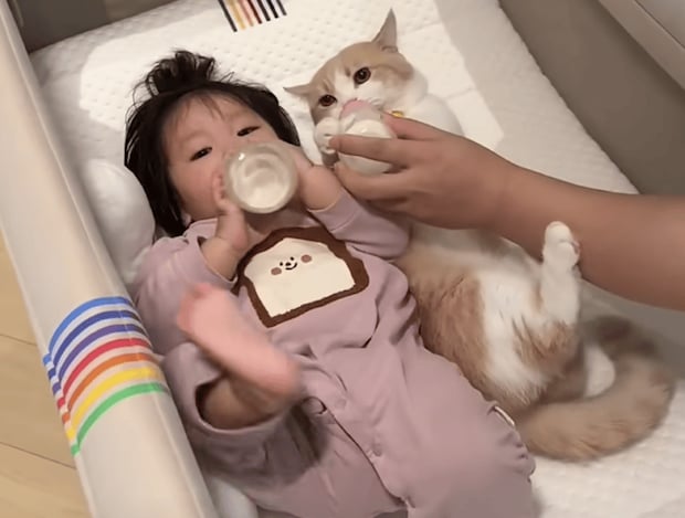 猫も赤ちゃんになっちゃった！ 仲良くならんでミルクタイム。