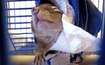 リス「朝は弱いんだよぉ」起こしてみると可愛い寝起き姿が見れた