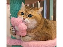 ゆらゆら揺れるお花に夢中！ 新しいキャットタワーで遊ぶ猫さん
