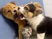 がうがう、ミャー！ 子犬さんたちに混ざって遊びたい子猫さん