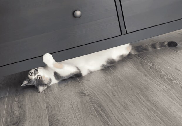 忍者ごっこかな？ 隙間移動にハマっている猫ちゃん