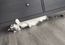 忍者ごっこかな？ 隙間移動にハマっている猫ちゃん