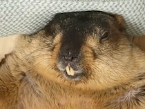 枕を使って仰向けゴロン。人間みたいにくつろぐマーモットさん