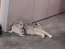 「どうしたの？」誰よりも早く、泣いている子どもに寄り添う猫さんがやさしい