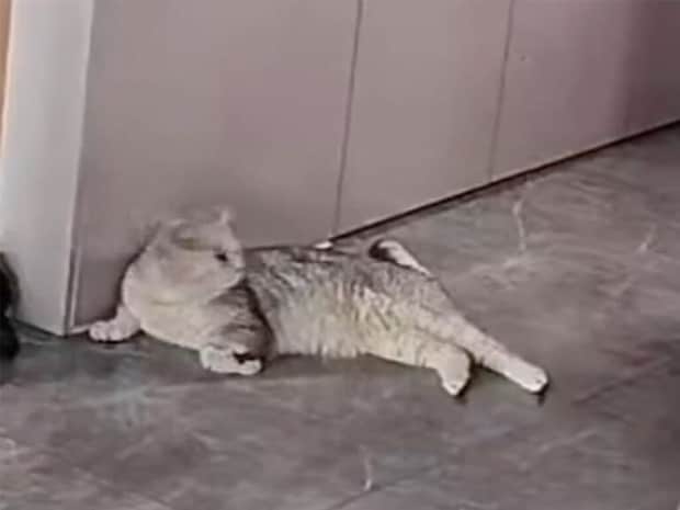 「どうしたの？」誰よりも早く、泣いている子どもに寄り添う猫さんがやさしい
