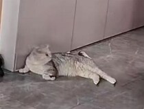 「どうしたの？」誰よりも早く、泣いている子どもに寄り添う猫さんがやさしい