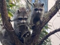 みんなでぎゅっ。雨宿りするみたいに木の上で並ぶアライグマファミリー