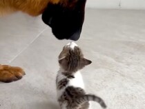 体の大きさは全然違うのに仲良しな犬さんと猫さん、その優しさにほっこり