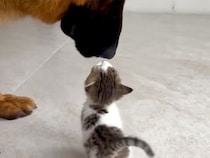 体の大きさは全然違うのに仲良しな犬さんと猫さん、その優しさにほっこり