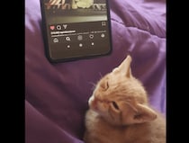 「ピアノを聴きながら寝る猫」の動画を見ながら寝る子猫