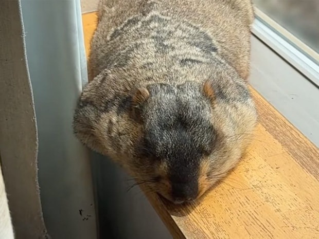 まるでツチノコ？ 窓辺でごろ〜んと伸びるマーモットさんが可愛い