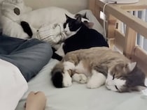 体調を崩した飼い主さんのことが心配。ベッドに次々と集まって、そっと寄り添う猫さんたち
