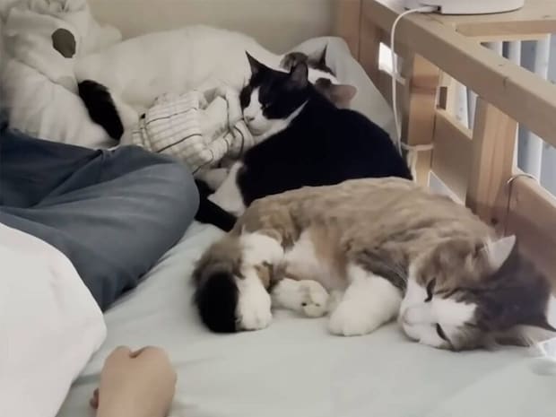 体調を崩した飼い主さんのことが心配。ベッドに次々と集まって、そっと寄り添う猫さんたち