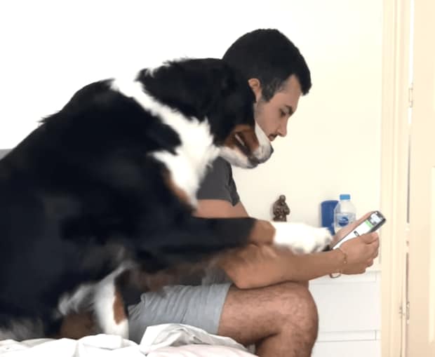 もうっ！スマホばっかり見ちゃってさ(怒) かまってほしい犬さんが可愛い