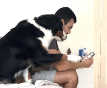 もうっ！スマホばっかり見ちゃってさ(怒) かまってほしい犬さんが可愛い