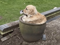 お気に入りの物と、お気に入りの場所で… 満足そうな犬さん