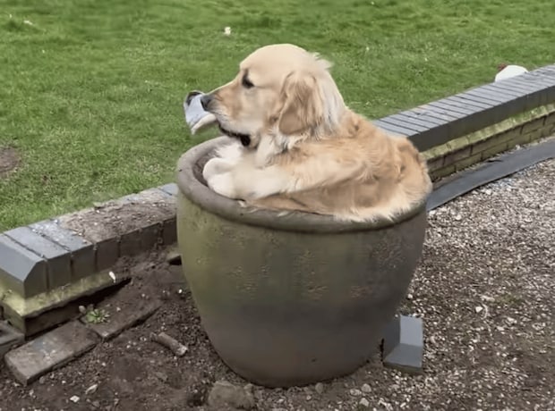 お気に入りの物と、お気に入りの場所で… 満足そうな犬さん