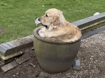 お気に入りの物と、お気に入りの場所で… 満足そうな犬さん