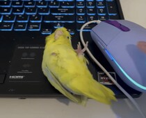 飼い主がゲームばかりしてるので、マウスになりすましてみた鳥さん