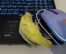 飼い主がゲームばかりしてるので、マウスになりすましてみた鳥さん
