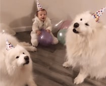 ハッピーバースディわんわん♪ 赤ちゃんの誕生日のために熱唱する犬さんが可愛い！