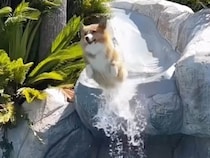 滑り台で豪快にダイブする犬さんたち、それぞれのスタイルが面白かった