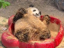 おがくずまみれになって大はしゃぎのパンダさん、全身茶色になっちゃった！