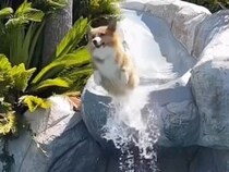 滑り台で豪快にダイブする犬さんたち、それぞれのスタイルが面白かった
