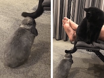 ウサギに尻尾でイタズラしていた猫、しつこくしすぎて…