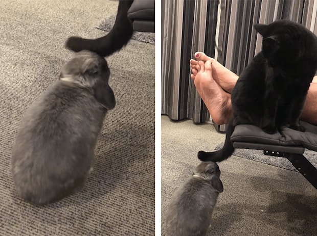 ウサギに尻尾でイタズラしていた猫、しつこくしすぎて…