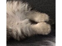 まるで天使の寝顔！仰向けですやすや眠る子猫さん