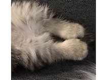 まるで天使の寝顔！仰向けですやすや眠る子猫さん