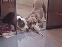 大事なお話？ 何かを伝えたいインコと、真剣に聞いてくれる犬さん