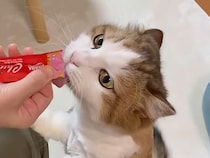 「小さく前ならえ！」のポーズでおやつを舐める猫さんが可愛すぎた