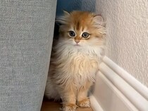 秘密基地みーつけた！ ソファの隙間からひょっこり顔を出す子猫さん