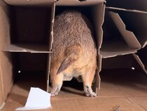 「お尻が隠れてないよ？」空き箱に夢中なプレーリードッグさん