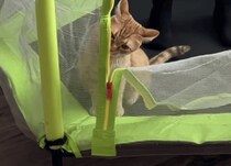 猫のためにトランポリンを設置！ 気まぐれ猫は遊んでくれるかな？