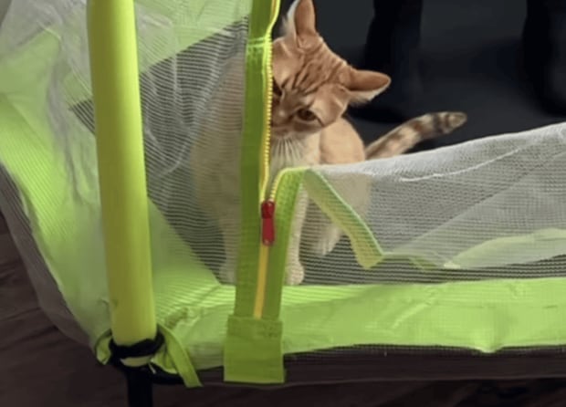 猫のためにトランポリンを設置！ 気まぐれ猫は遊んでくれるかな？