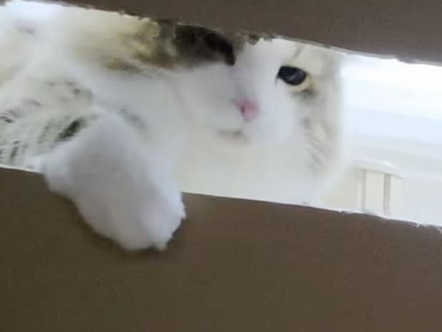 絶対怪しい… 箱の様子をうかがう猫さん、好奇心に勝てずに…？