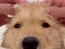 「これから何するの？」初めてのお風呂に戸惑うゴールデンの子犬さん