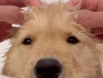 「これから何するの？」初めてのお風呂に戸惑うゴールデンの子犬さん