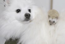 君はふわふわだね〜！ 犬の背中が気に入ったハリネズミさん