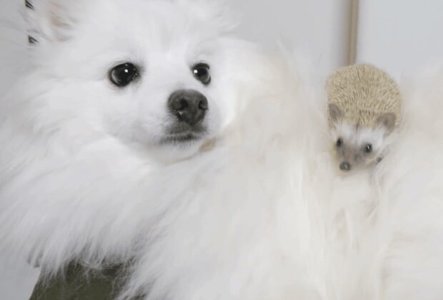 君はふわふわだね〜！ 犬の背中が気に入ったハリネズミさん