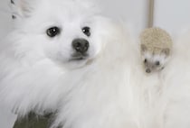 君はふわふわだね〜！ 犬の背中が気に入ったハリネズミさん