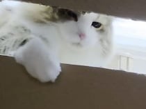 絶対怪しい… 箱の様子をうかがう猫さん、好奇心に勝てずに…？