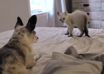 やんのかステップでオラつく子猫と冷静な犬さん
